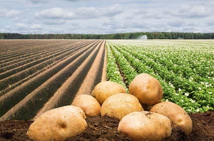 <span style="font-weight: bold;">КАРТОФЕЛЬ</span>