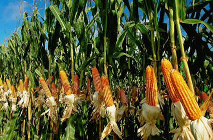 <span style="font-weight: bold;">КУКУРУЗА</span>