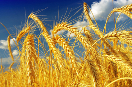 <span style="font-weight: bold;">ЗЕРНОВЫЕ </span>