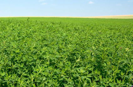 <span style="font-weight: bold;">МНОГОЛЕТНИЕ ТРАВЫ</span>