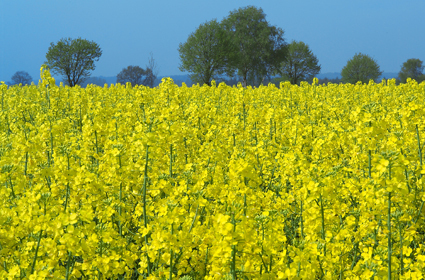 <span style="font-weight: bold;">РАПС</span>