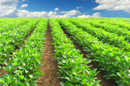 <span style="font-weight: bold;">ЗЕРНОБОБОВЫЕ</span>